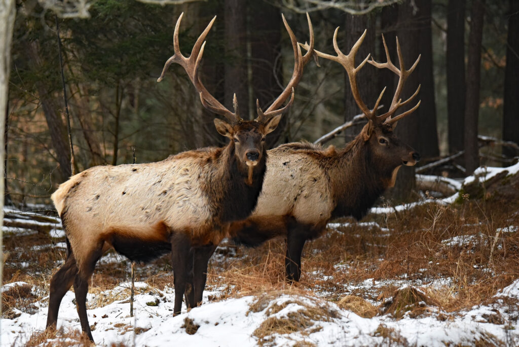 two elk