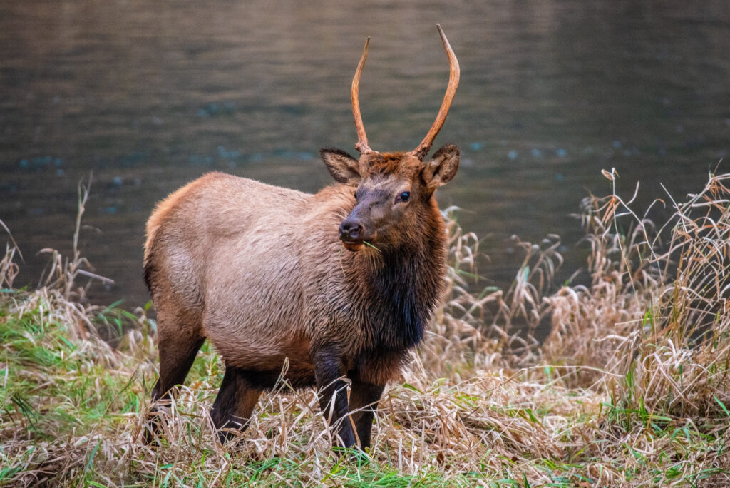 elk