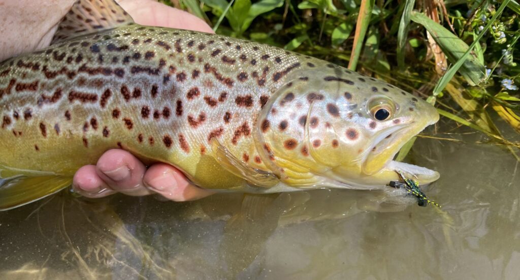 brown trout caught on a fly