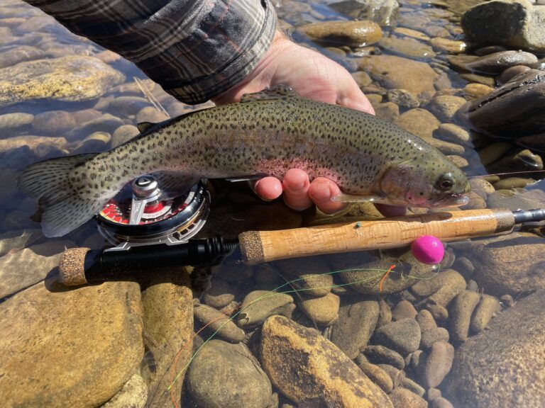 hand holding trout with fly rod