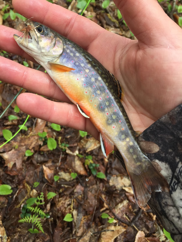 Native brook trout from a Class A trout stream