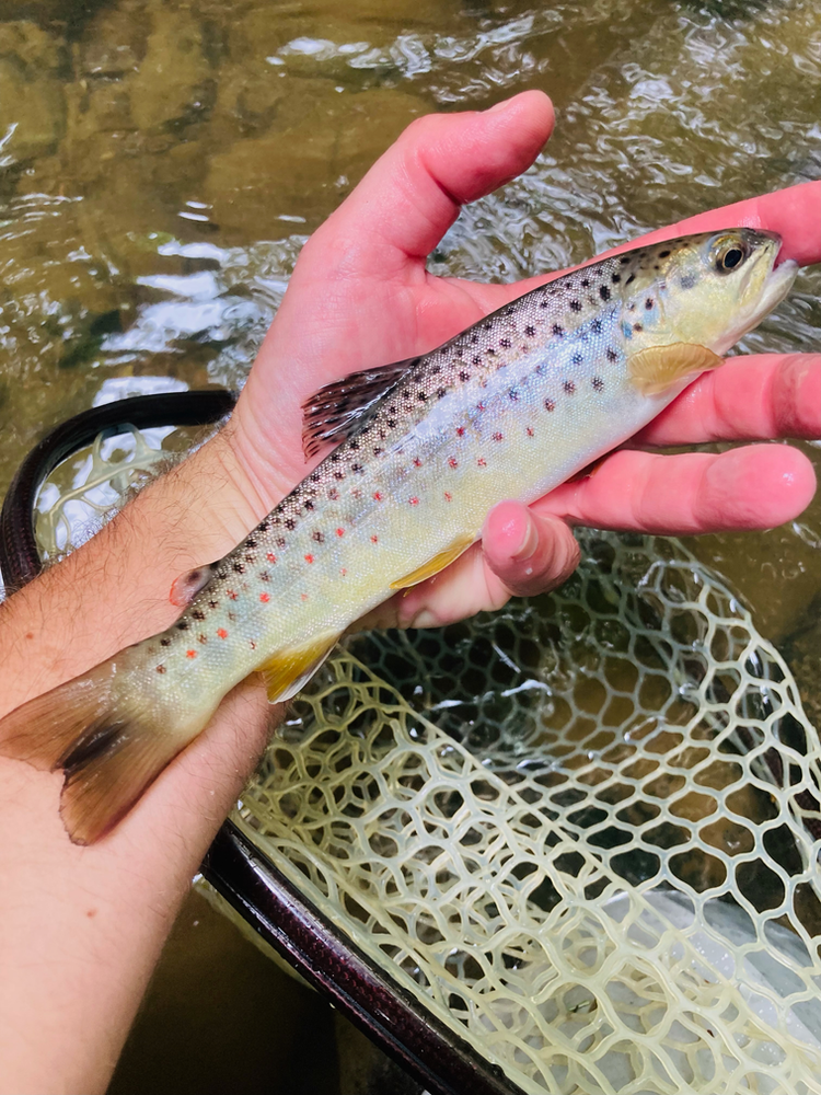 Wild brown trout caught in a riffle