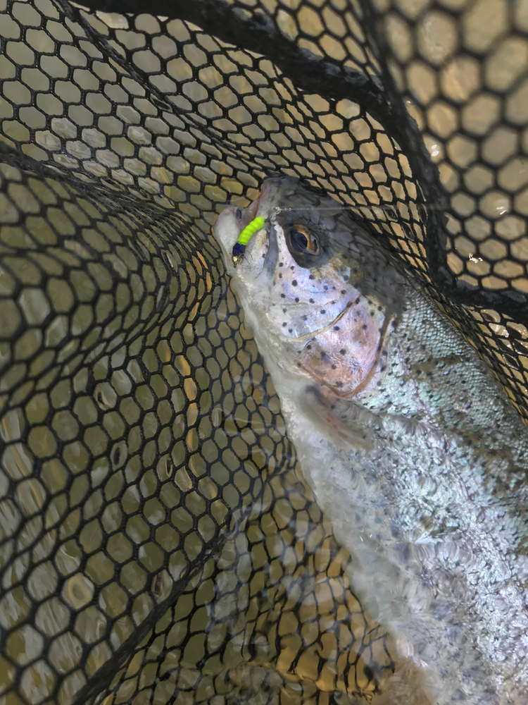 Rainbow trout caught on a caddis pupa.