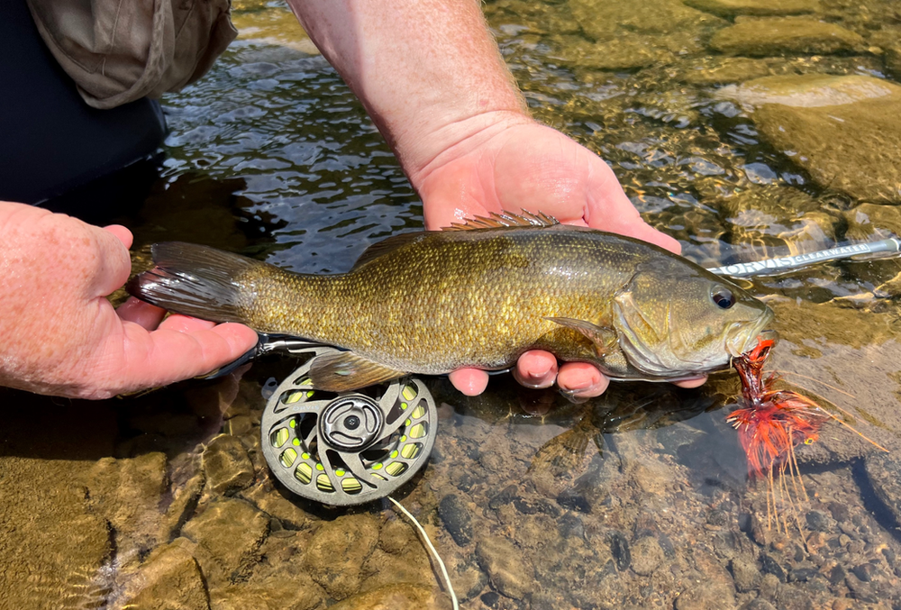 Smallmouth bass caught on an articulated streamer.