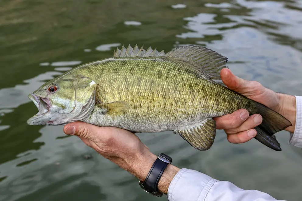 Freshly caught bass
