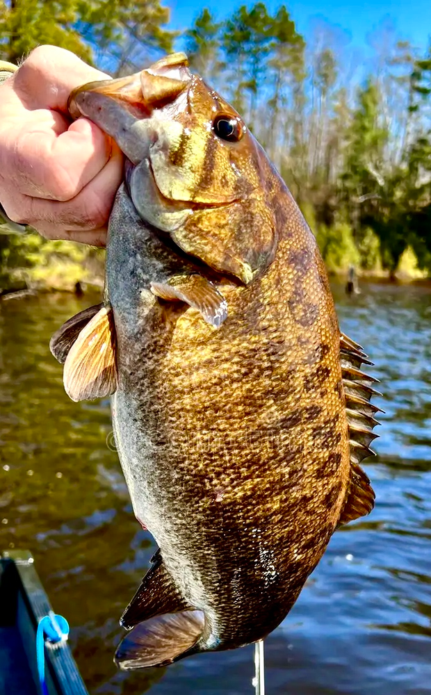 Susquehanna River Smallmouth Bass