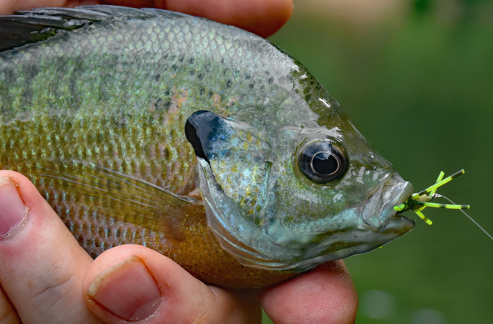 Bluegills are fun to catch on the fly