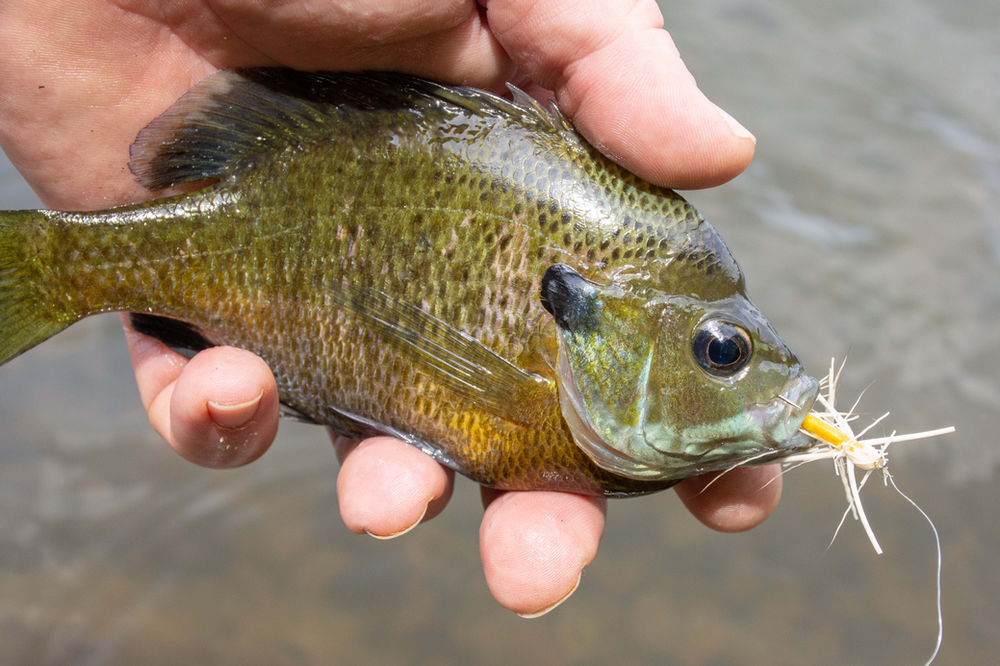 Panfish caught with a fly rod.