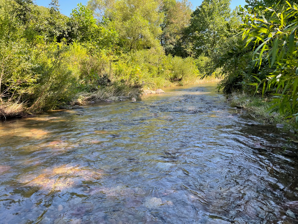 A Class A Trout Stream in Centre County