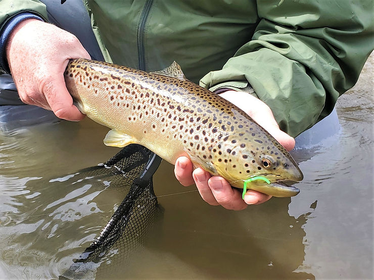 Brown trout hooked with a squirmy wormy
