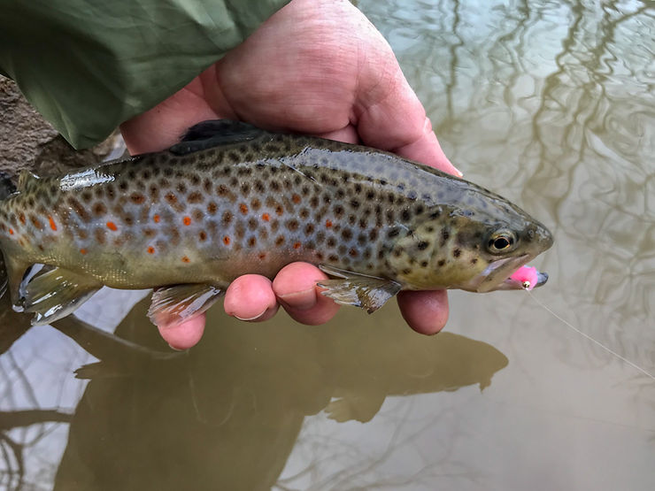 Typical coloration and body shape of a stocked brown trout. Caught in Deer Creek in Allegheny County, PA