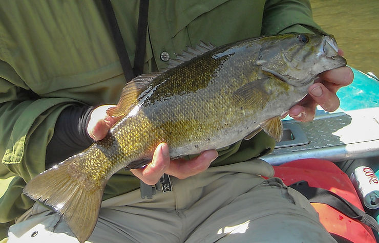 Smallmouth bass caught with a Hellgrammite