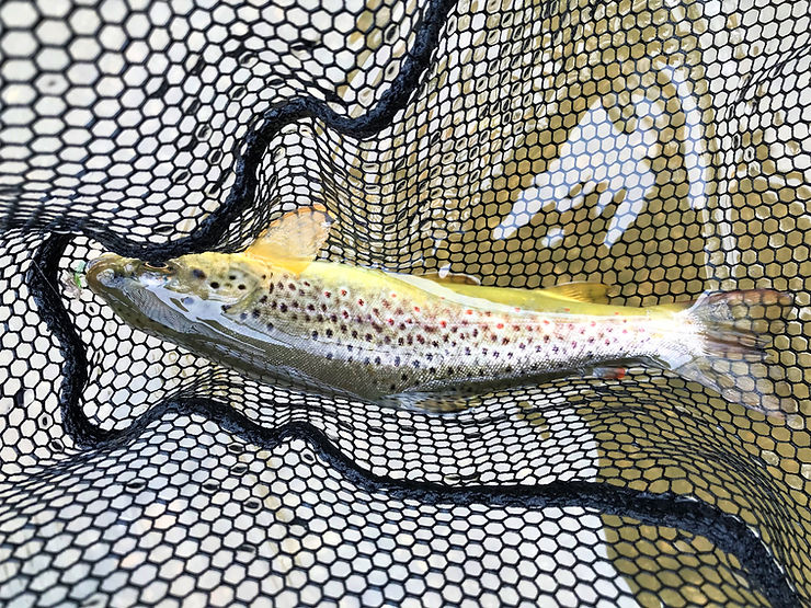 A freshly caught trout in Spring Creek, PA