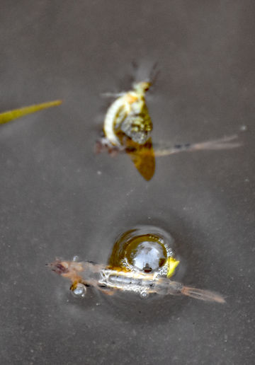 An air bubble holds the nymph near the surface while the dun struggles to break free of the nymphal shuck