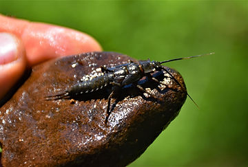 An armored mayfly found at Kinzua Creek