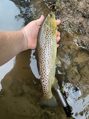 Brown trout caught on Pine Creek in the PA Grand Canyon.