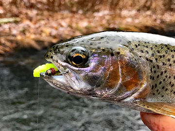 Trout caught by a Mop fly