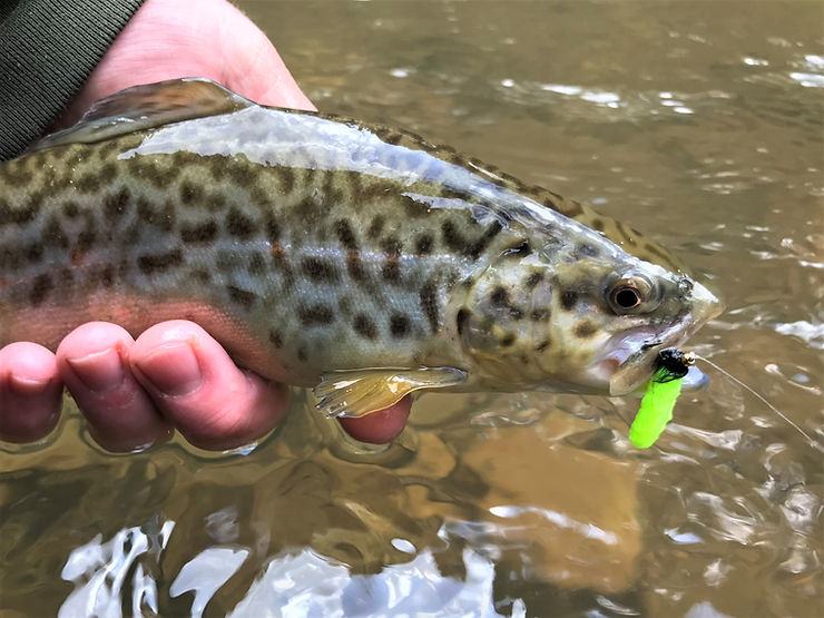 Trout hooked with a mopfly