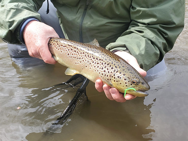 A beautiful brown with a great shape and coloration, but notice the thick, rubbery fins compared to the wild browns in the photos above. This stocked brown was taken from Buffalo Creek in Armstrong County, PA