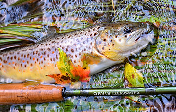 Brown trout next to an Orvis Clearwater rod