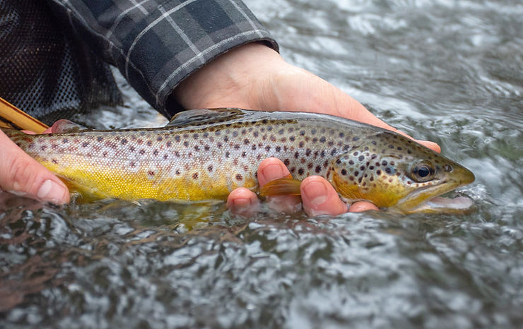 A near-perfect specimen of a wild brown trout -- long, slender body, red-tipped adipose fin, bluish spot behind the eye, vivid coloration, and beautifully-shaped fins. Caught at Upper West Branch Susquehanna River in Cambria County, PA.