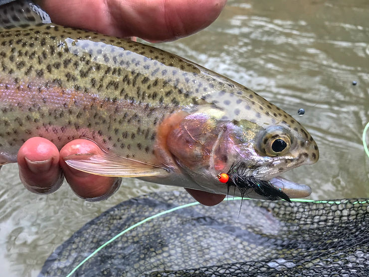 Trout Worms: Olive