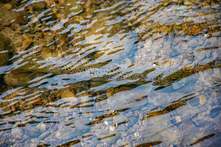 Look closely! Trout will often feed in very shallow lies such as riffles where the broken water surface provides a sort of security for trout