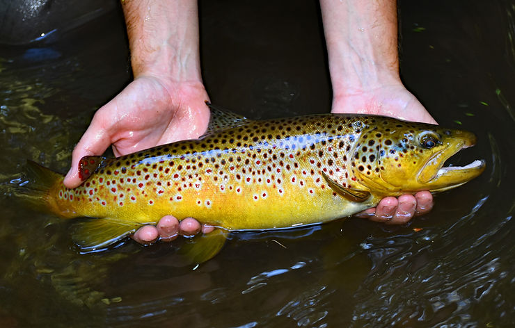 Trickle Trout: Tiny Streams Offer Big Surprises – Dark Skies Fly