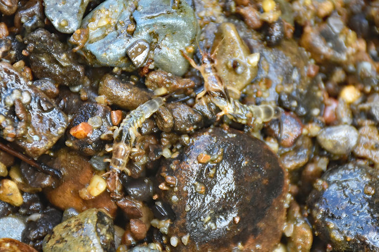 Green Drake (Ephemera guttulata) nymphs crawling on some rocks just prior to the hatch