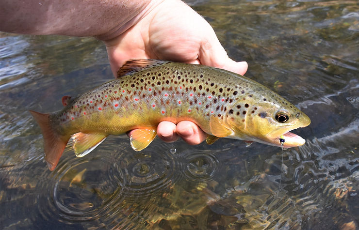 Wild Brown or Stocked? Know The Difference