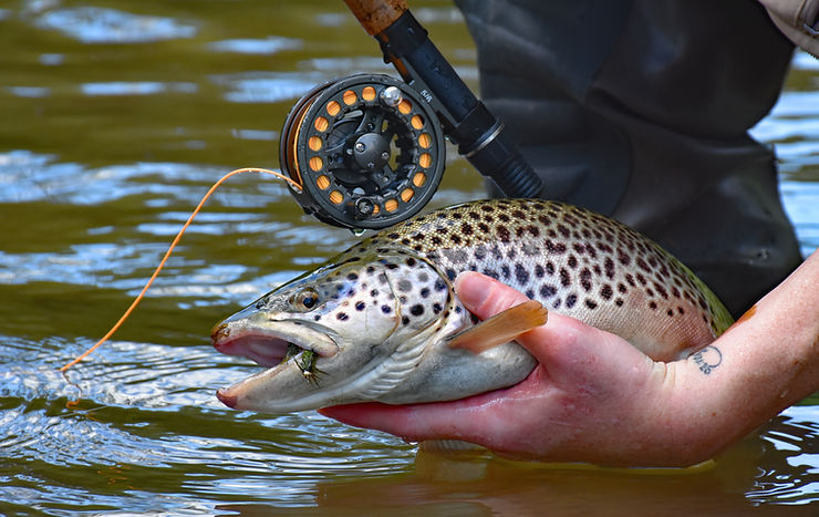 Trout hooked on a Woolly Bugger