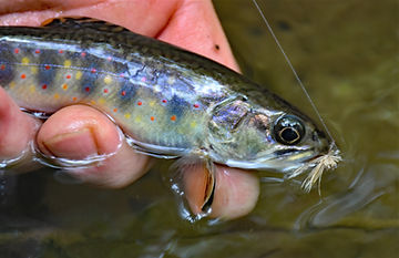 Native brook trout found in Bennett's Branch