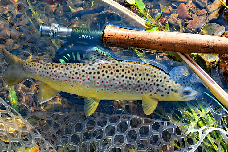 A freshly caught brown trout in Elk Country