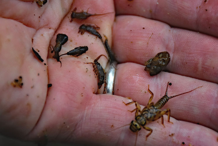 A handful of mayfly hatches