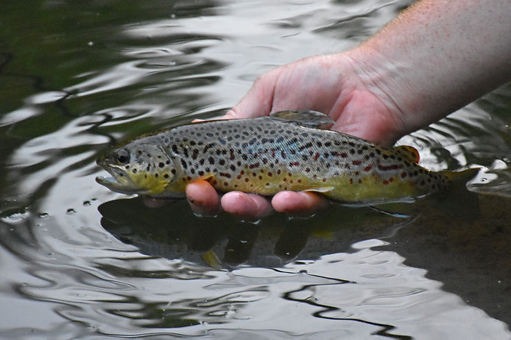 Handling a brown trout