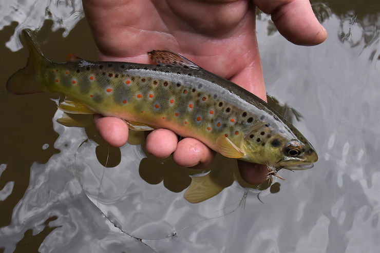 A wild brown trout caught from Yellow Creek in Bedford County, PA