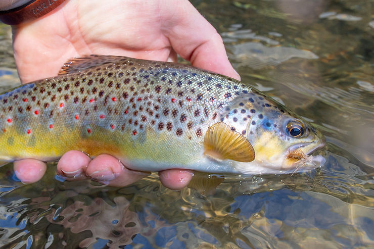 A Brown trout caught with a dry fly