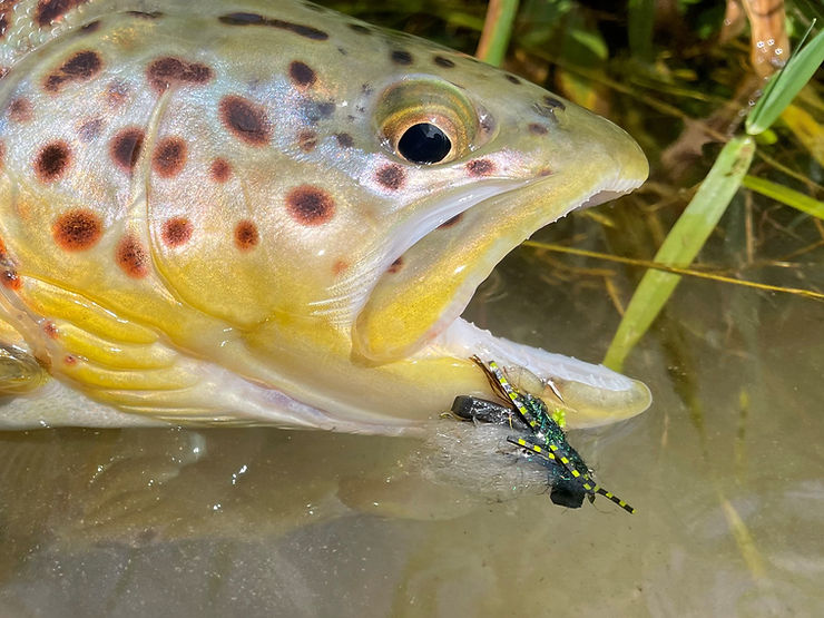 Brown trout chomping on the Chubby Chernobyl