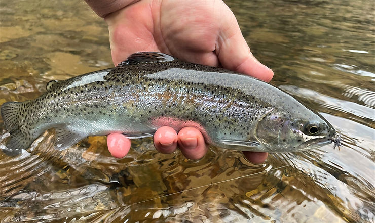 Fish this Spot #1: How to Approach Small Stream Pools – Dark Skies Fly  Fishing