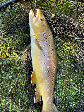 18in brown trout