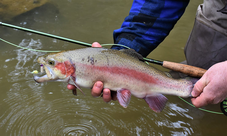 A rainbow trout caught on a white Mop Fly