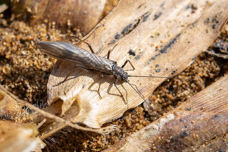Gettin' Stoned: An Introduction to Stoneflies – Dark Skies Fly Fishing