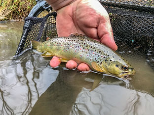 Brown trout caught on an overcast day in Spring Creek, PA