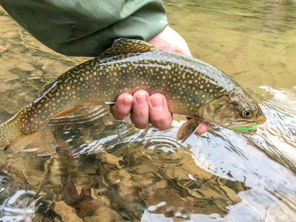 A 3-Stream Tour of the Allegheny National Forest - Dark Skies Fly Fishing