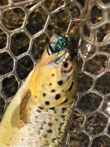 Freshly caught trout Kinzua Creek