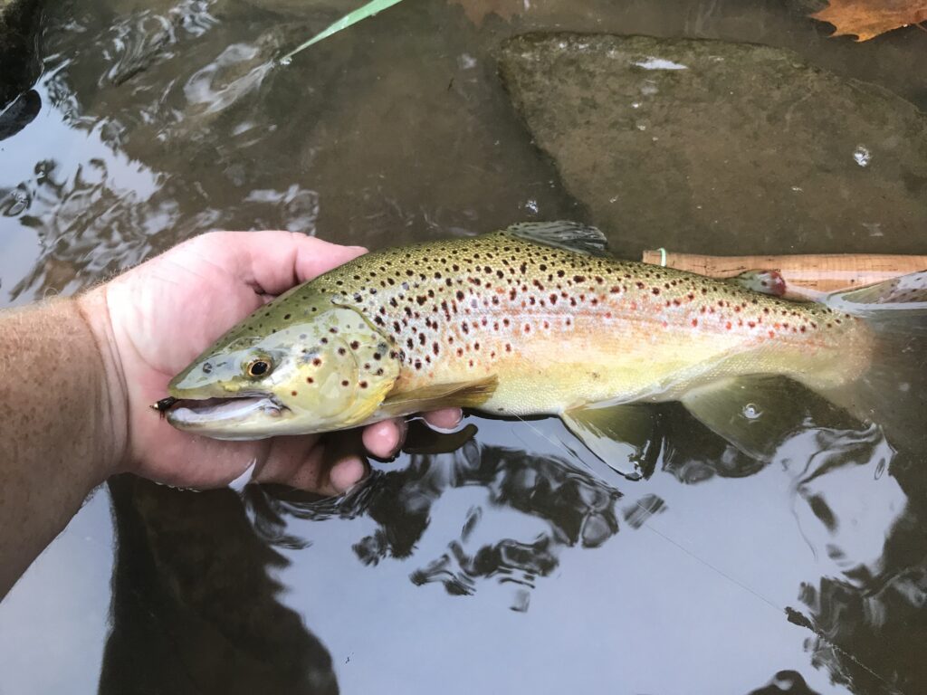 brown trout caught in the fall