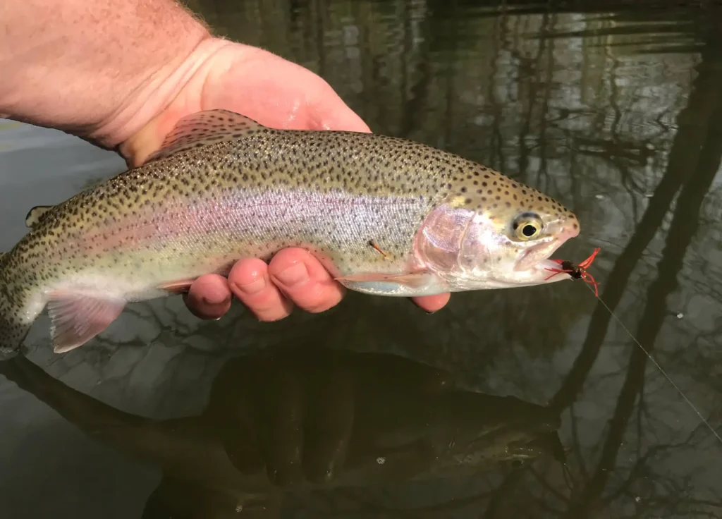 Catch Trout Now With Ultralight Spinning Tackle - Game & Fish