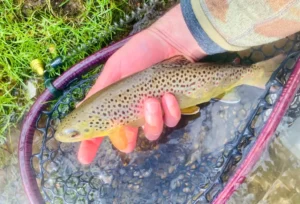 Holding a freshly caught brown trout