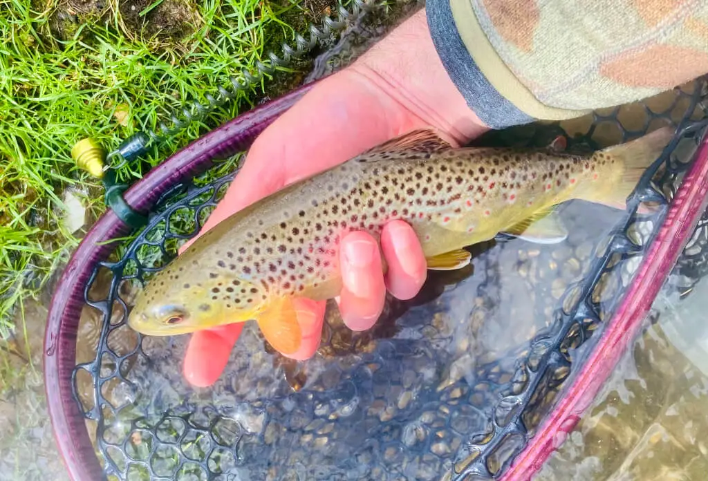 Nymphing for Wild Trout During Central PA's White Sucker Spawn