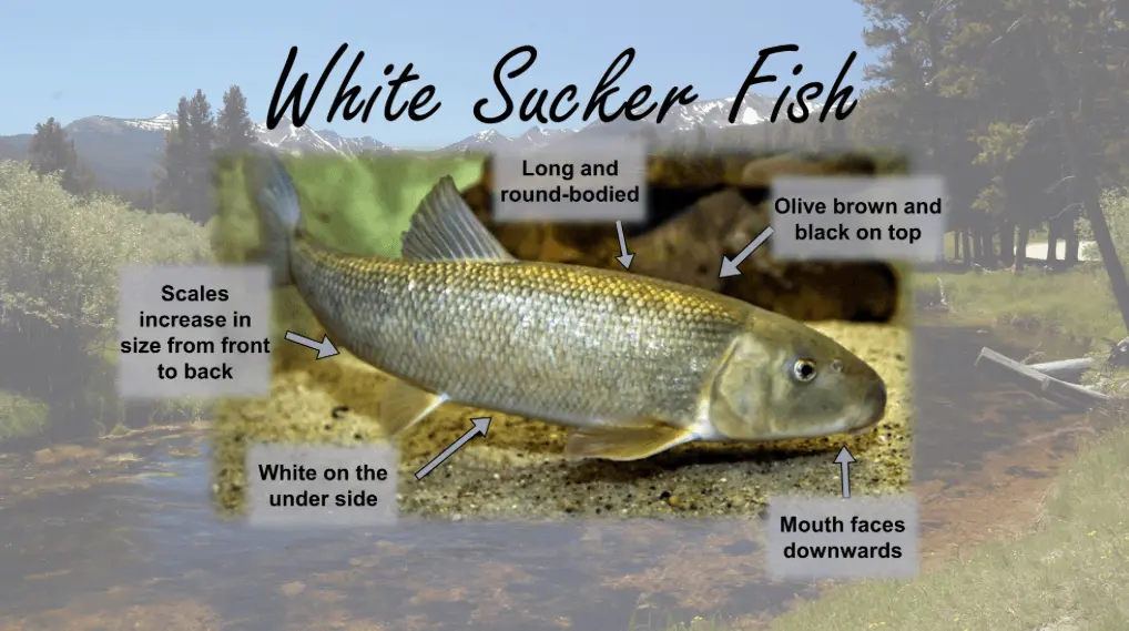 White Sucker Fish identification